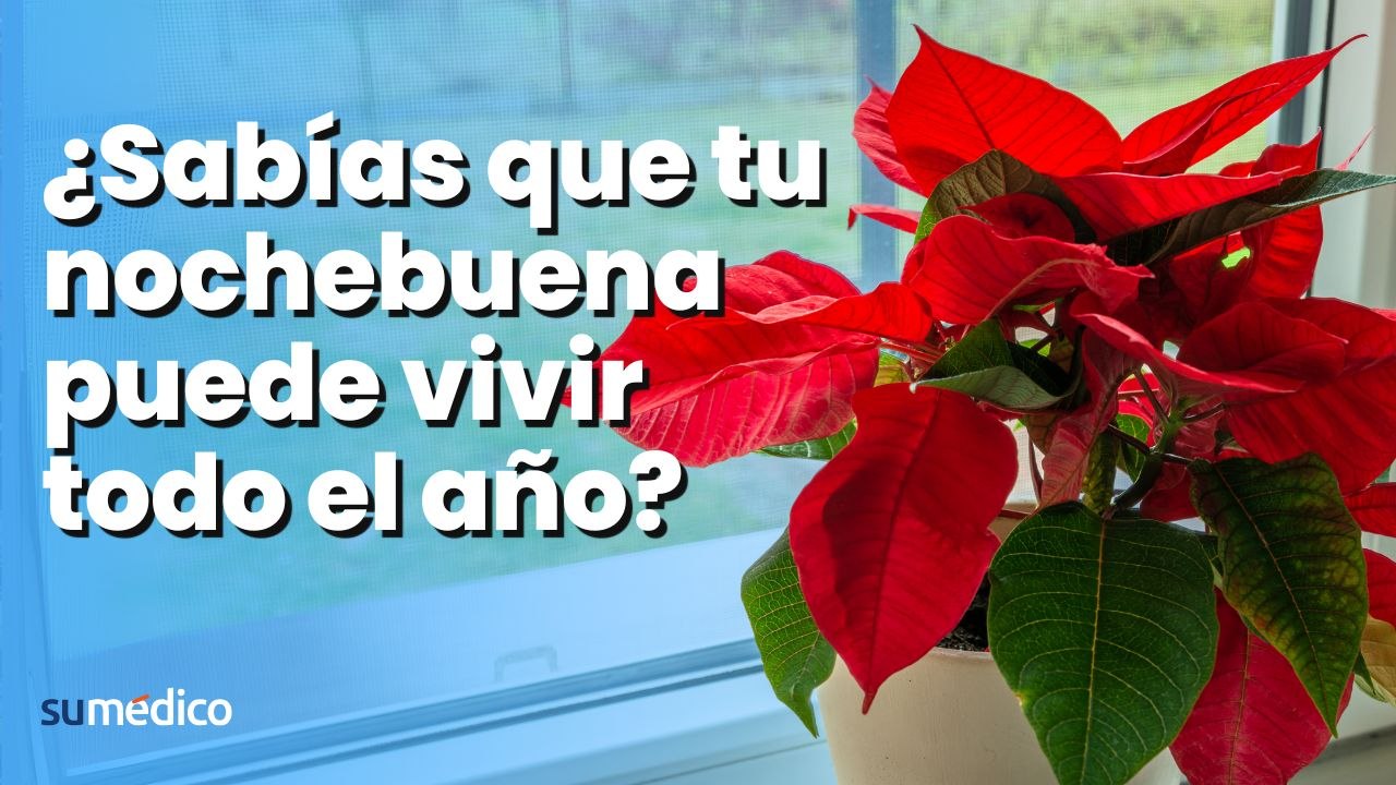 ¿Sabías que tu nochebuena puede vivir todo el año?