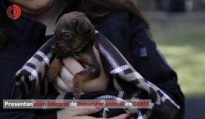 Presentan plan integral de bienestar animal en CDMX