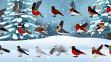 25 Enchanting Winter Birds Coloring Pages