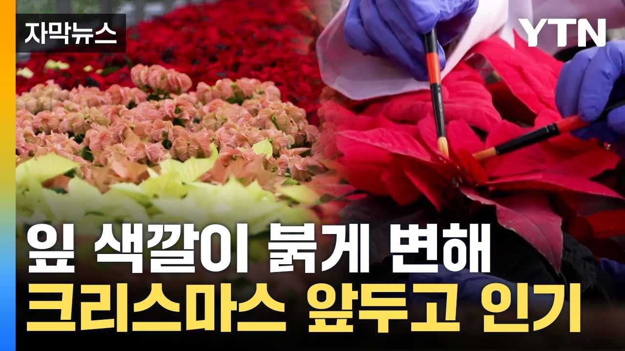 [자막뉴스] 국산 품종이 대세... 알록달록 다양한 색 '인기' / YTN
