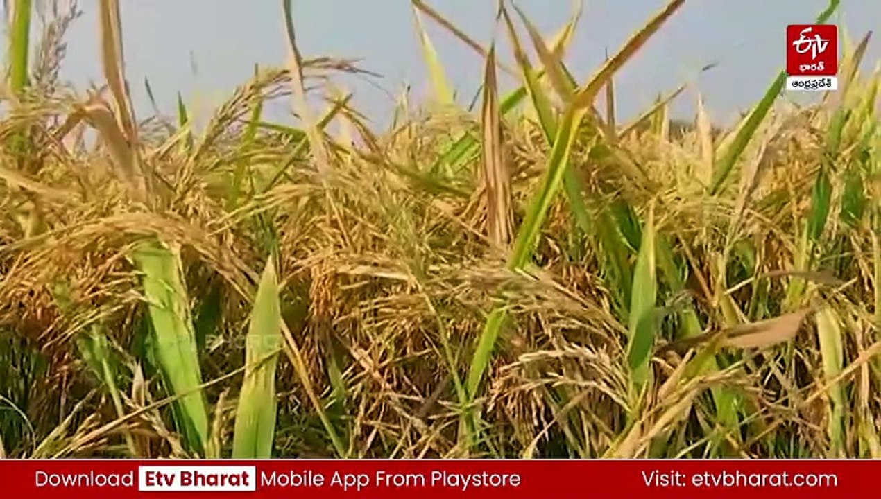 రైతన్నలతోసీఎం-సమస్యలు తెలుసుకోవడానికి రంగంలోకి