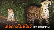 นทท. สุดตื่นเต้น เจอเสือดาว โผล่โชว์ตัวนั่งนิ่งให้ถ่ายรูป กลางถนนแก่งกระจาน