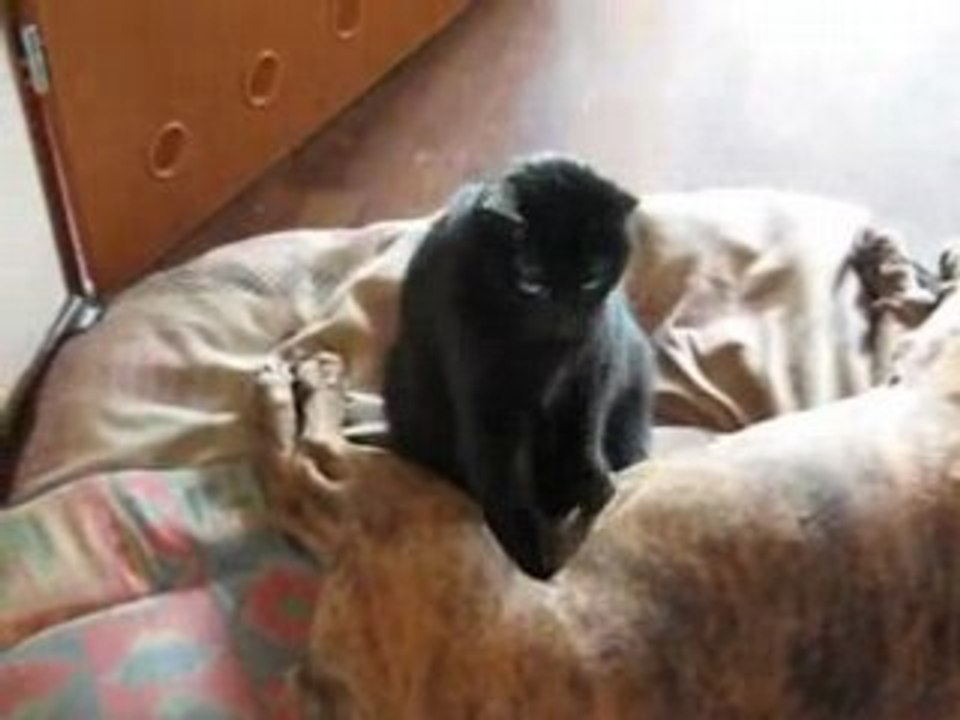 Massage felin
