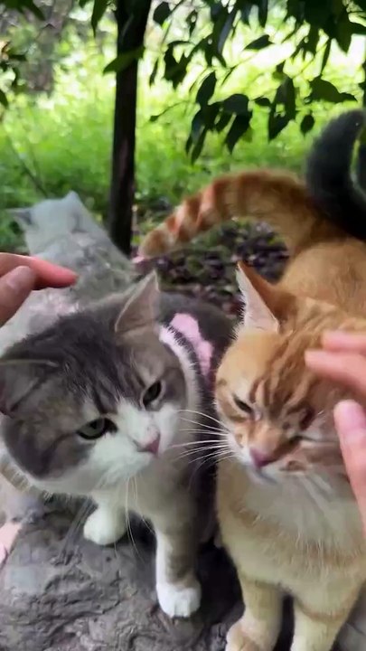 They look so chonky and healthy