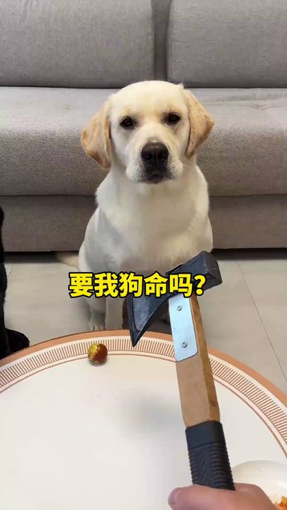 New game, that too with dogs