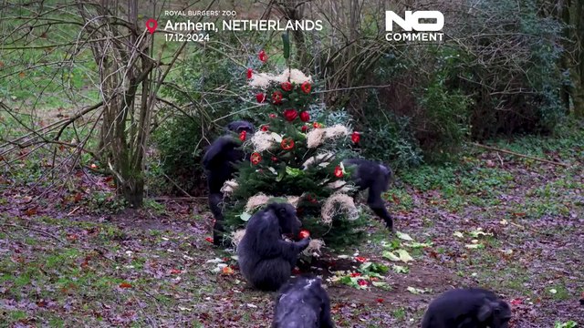 پذیرایی از شامپانزه‌‌های باغ وحش هلند با وعده مخصوص فصل کریسمس