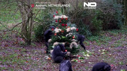 پذیرایی از شامپانزه‌‌های باغ وحش هلند با وعده مخصوص فصل کریسمس