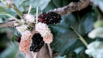 The Untold Story Of World's Greatest Money Counterfeiter