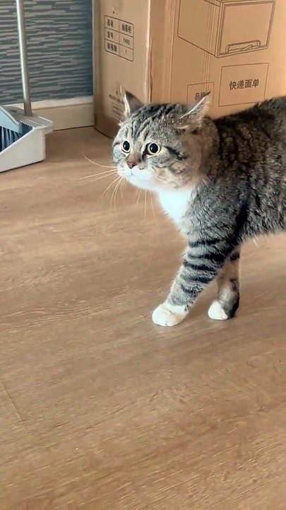 3. "10 Amazing Facts About Cats You Didn’t Know"