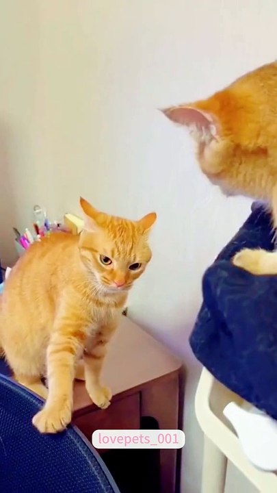 5. "Cuteness Overload: The Most Adorable Cats Ever"