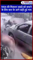 ममता की अद्भुत मिसाल! बछड़े को बचाने के लिए कार के सामने खड़ी हुई गाय #Shorts