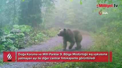 Ormanda görüntülendiler! 'Kış uykusunu bırakmış, sabah yürüyüşünde'