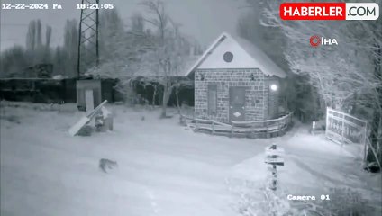 Aç Kalan Tilki Kümesten Tavuk Çaldı
