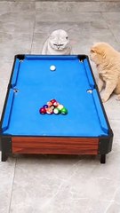 Cats Funniest Fails 😹🐾 _funnycatvideos _cutecat _pets _funnyanimals _petlovers _adorable _viralcatvideo _trendingnow _animalcompilation _catmeme(MP4)