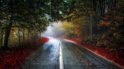 Quiet heaven place - Relaxing Sounds of Rain Falling Down the Empty Alleys, Puddles & Leaves - calm