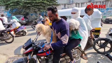 पुण्यात कुत्र्यांची दहशत! चिमुकल्यावर हल्ला;