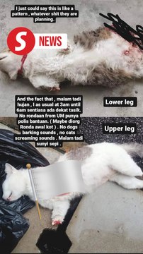 Slain cats in UM believed to have been mauled by wild animals, say cops