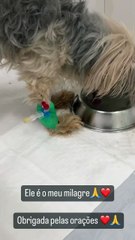 Apresentadora do TV Fama faz apelo após cachorro sofrer com choque anafilático