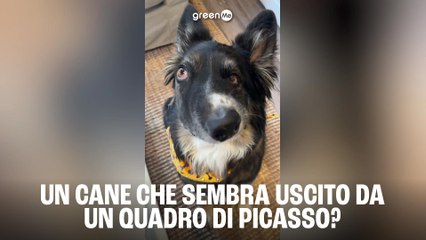 Un cane che sembra uscito da un quadro di Picasso?