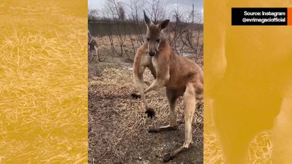 Hilarious Video: Actor Kangaroo Shows Off Muscles and Makes Everyone Laugh 😂