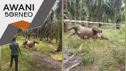 JHL Sabah siasat punca kematian seekor gajah di Ladang Felcra Danum