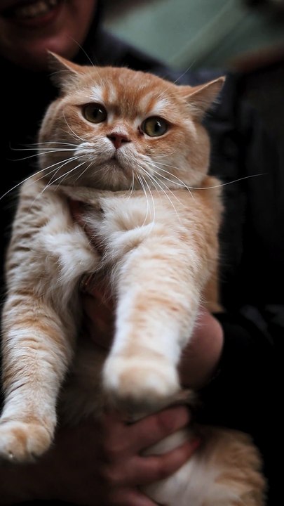 A cat is being held by a person   Orhan Pergel Orhan Pergel