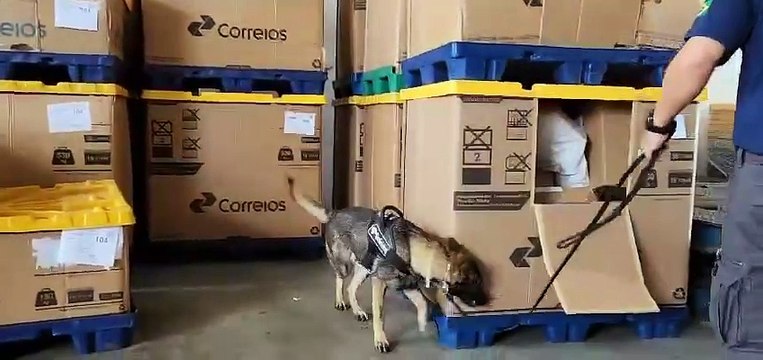 Drogas escondidas em pacotes de Whey são interceptadas em voo com destino à Fortaleza