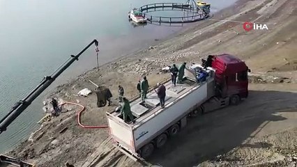 Tokat'ta yetiştirip tüm dünyaya satıyorlar! Bu sene rekor kıracak