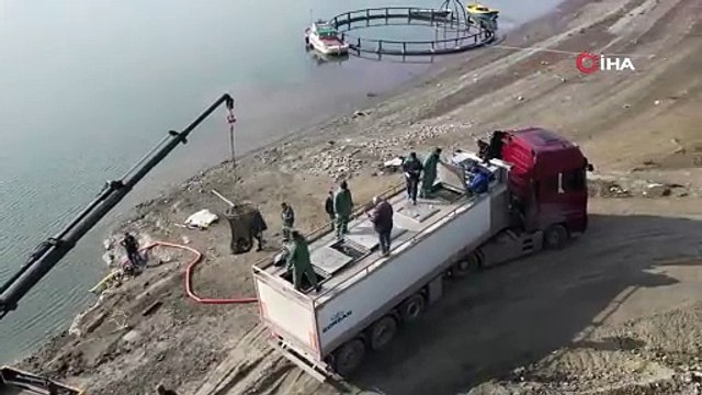 Tokat'ta yetiştirip tüm dünyaya satıyorlar! Bu sene rekor kıracak