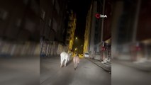Başıboş köpekler bitmeden başıboş eşekler başladı