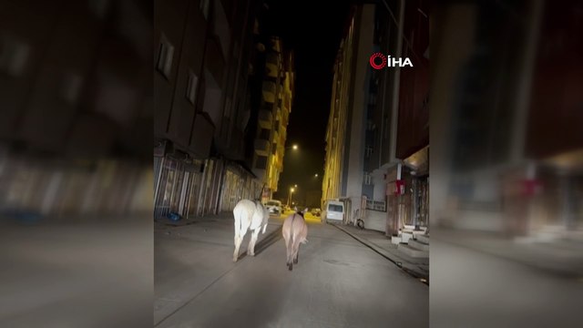 Başıboş köpekler bitmeden başıboş eşekler başladı