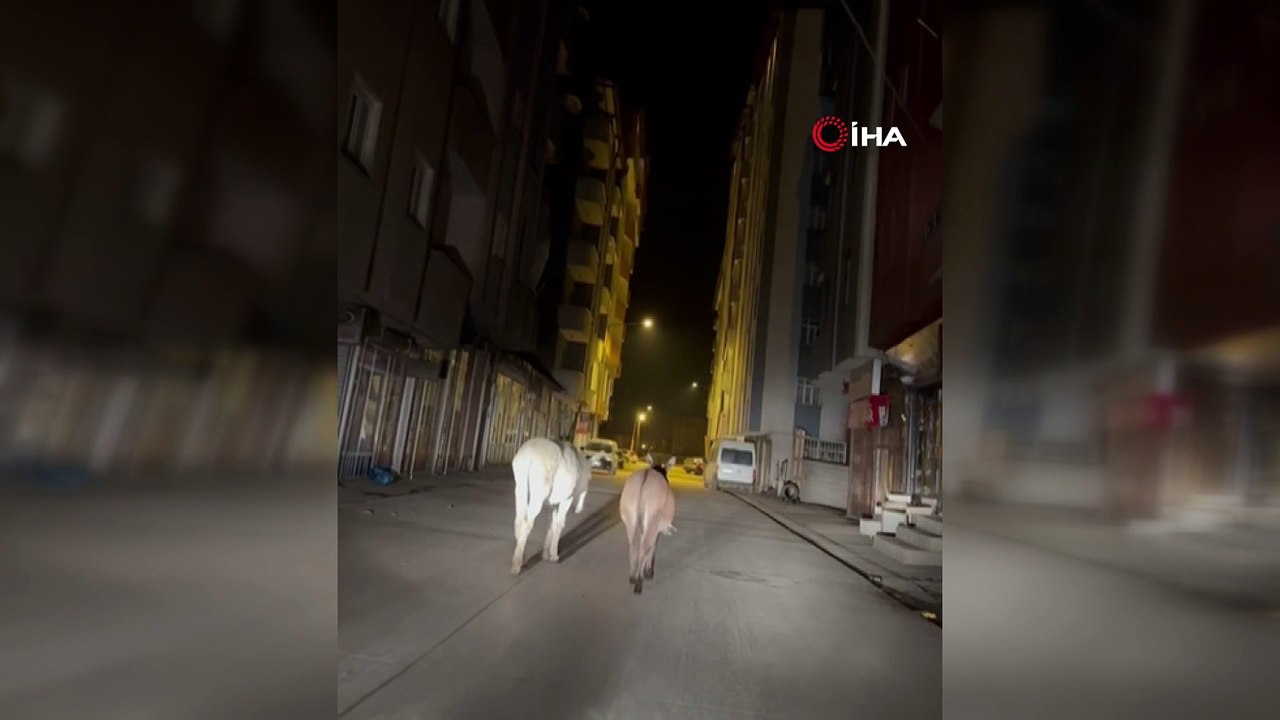 Başıboş köpekler bitmeden başıboş eşekler başladı