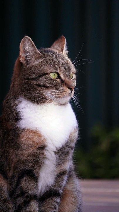 Close-Up Video Of Cat Yawning   Artyom Saqib Artyom Saqib