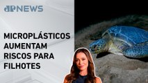 Mudanças climáticas provocam desaparecimento de tartarugas; Patrícia Costa comenta