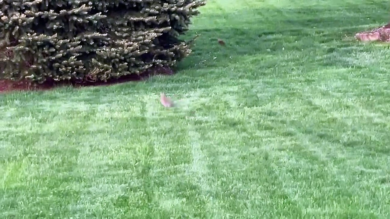 🐾 Welcome to the adorable world of **Cats**! 🐱 In this purr-fectly entert