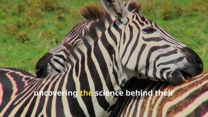 Incredible Zebra Facts, Speedy Runners and Stripey Wonders!