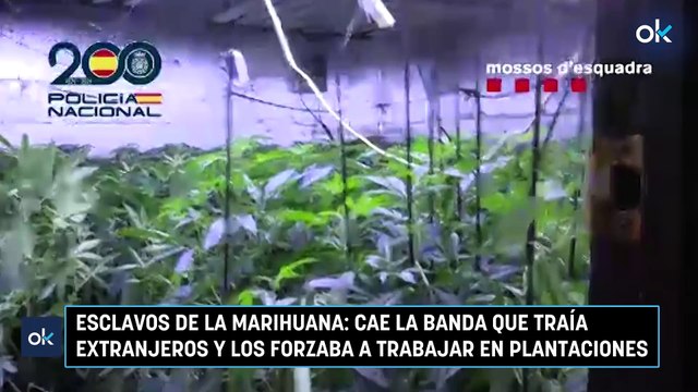 Esclavos de la marihuana: cae la banda que traía extranjeros y los forzaba a trabajar en plantaciones