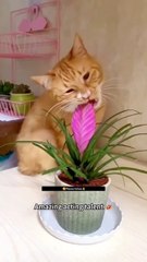 Özgür Özel’in kedisi, bunlardan hangisi?