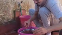 Feeding cats on the street with fresh fish in Morocco ... إطعام القطط في الشارع بالسمك الطازج في المغرب