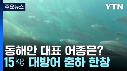 동해안 대표 어종은?...15㎏ 대방어 출하 한창 / YTN