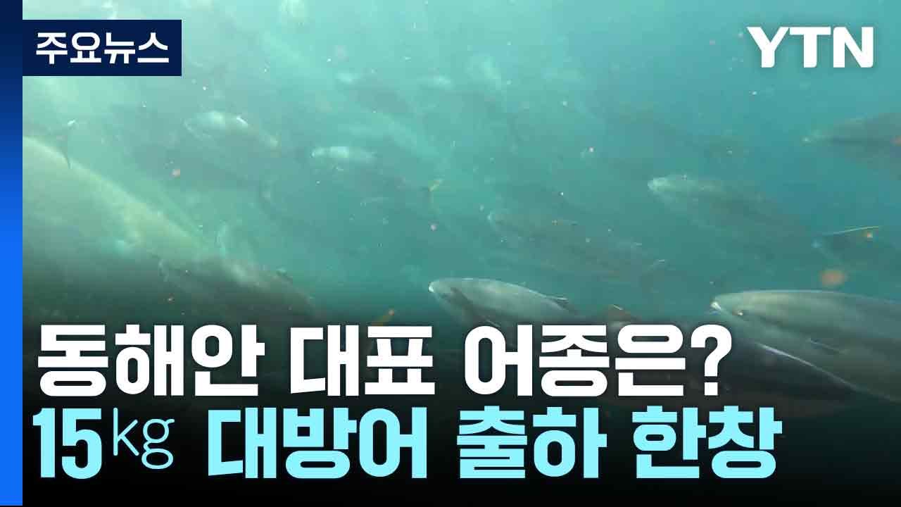동해안 대표 어종은?...15㎏ 대방어 출하 한창 / YTN