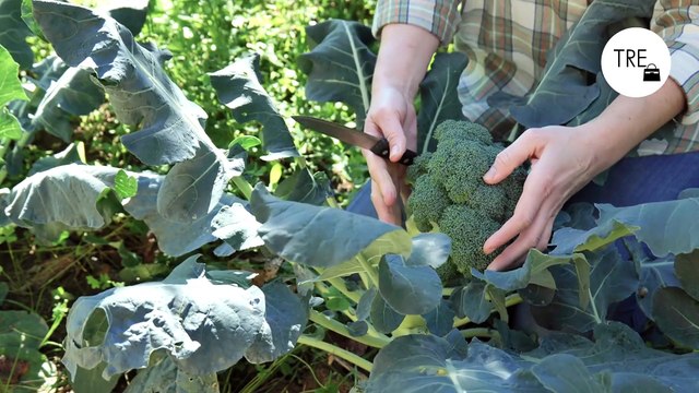 Ni hervido ni al vapor: así es como debes cocinar el brócoli si quieres disfrutar aún más de sus beneficios, según un estudio