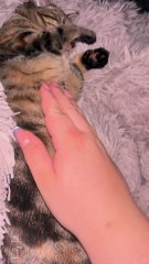 Why what does it mean when your cat lets you pet its belly