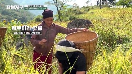 촌장님과 함께하는 기장수확! 근데 이거 전체를 다 따야한다고요?! 에이~ 거짓말 ㅎㅎ