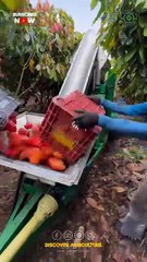 Kakao fiyatı 13 bin dolara dayandı!