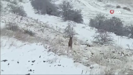 Nesli tükeniyor! Malatya'da görüldü