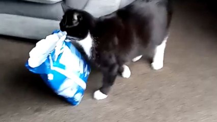 Cat clutches a gigantic bag of crisps while walking down the stairs