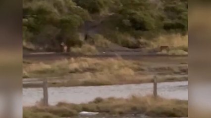 ext-coyotes-volcan-irazu-201224