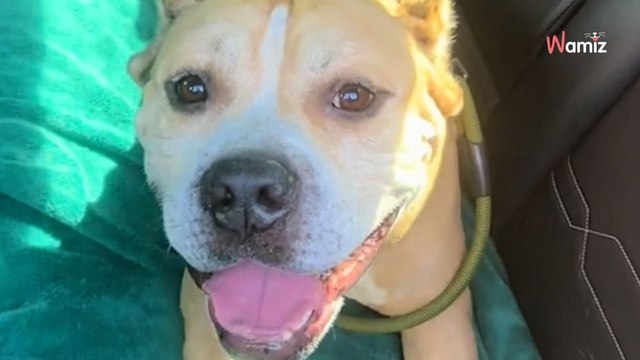 Video. Lascia il rifugio dopo 2 anni e scopre la sua nuova casa: questo cane cambia completamente espressione