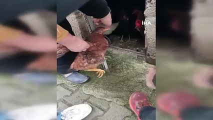 Bir insan tavuğa bunu niye yapar?
